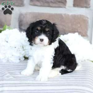 Carlee, Cavapoo Puppy